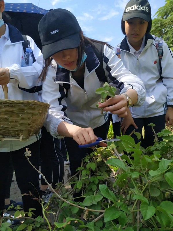 图7  辨识采摘中草药1.jpg